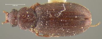 Media type: image;   Entomology 24522 Aspect: habitus dorsal view